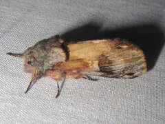 Ianassa pallida