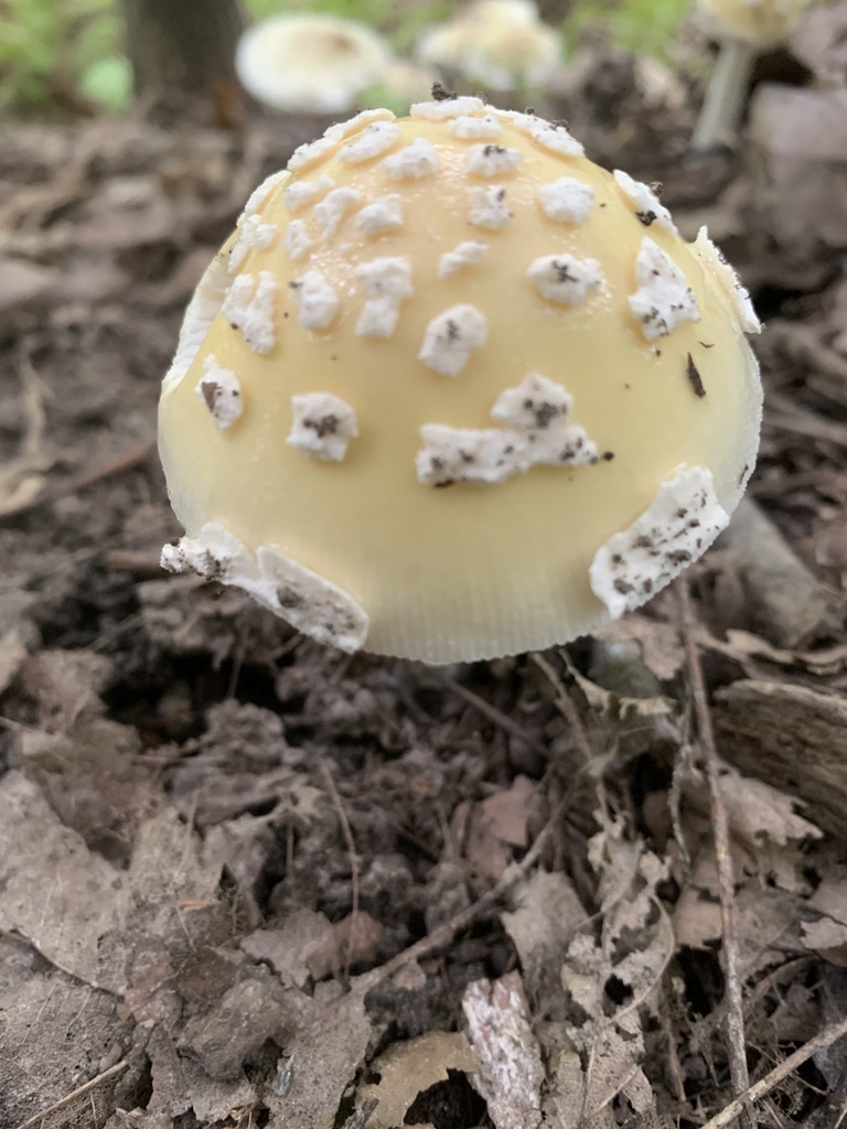 Amanita subsect. Gemmatae