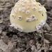 Amanita Subsect. Gemmatae - Photo (c) ahazybellcord, some rights reserved (CC BY-NC)