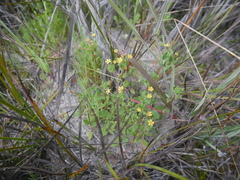 Zaluzianskya divaricata