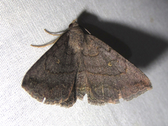 Lesmone griseipennis