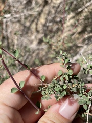 Symphoricarpos rotundifolius