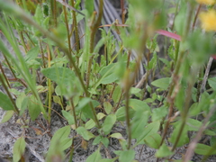 Zaluzianskya divaricata