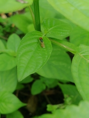 Microchrysa flaviventris