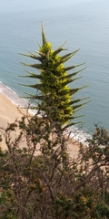 Puya chilensis
