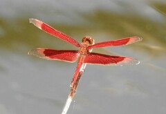 Neurothemis ramburii