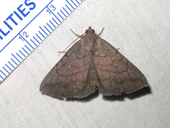 Lesmone griseipennis