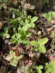 Fragaria