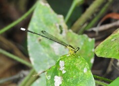 Coenagrionoidea