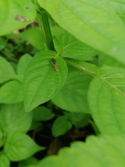 Microchrysa flaviventris