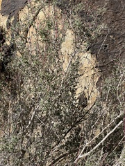 Symphoricarpos rotundifolius