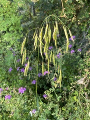 Bromus ciliatus