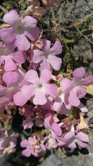 Ourisia microphylla