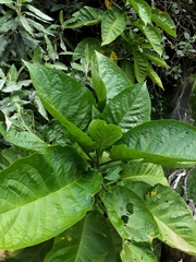 Brugmansia suaveolens