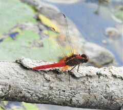 Rhodothemis