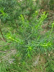 Cassinia aculeata