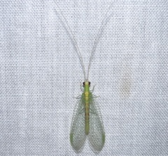 Chrysopa quadripunctata