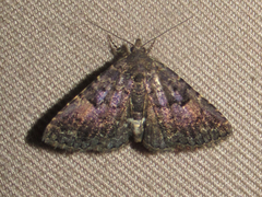 Metalectra miserulata