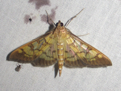 Mimorista subcostalis