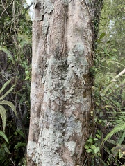 Pseudopanax crassifolius