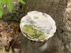 Rigidoporus