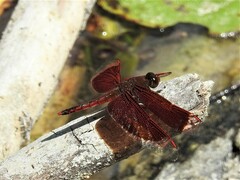 Neurothemis ramburii