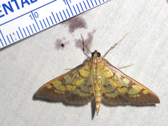 Mimorista subcostalis