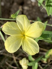 Haplophyton crooksii