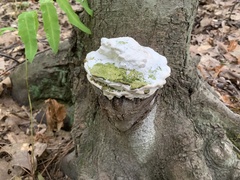 Rigidoporus