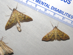 Mimorista subcostalis