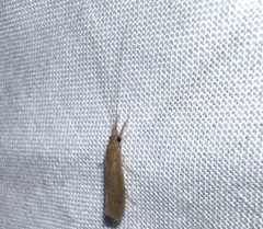 Oecetis