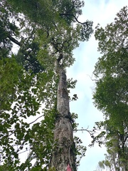 Pseudopanax crassifolius