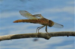 Brachythemis contaminata