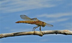 Brachythemis contaminata