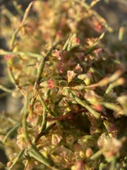 Eriogonum nidularium