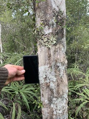 Pseudopanax crassifolius