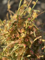 Eriogonum nidularium