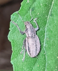 Naupactus