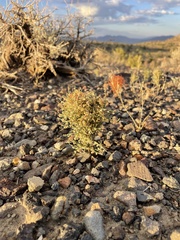 Eriogonum nidularium