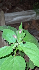 Naupactus