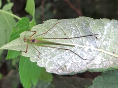 Phaneroptera nigroantennata