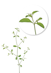 Alternanthera