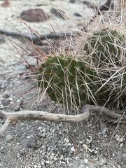 Opuntia polyacantha erinacea