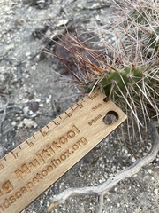 Opuntia polyacantha erinacea