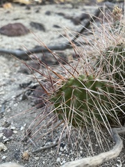 Opuntia polyacantha erinacea