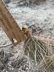 Opuntia polyacantha erinacea