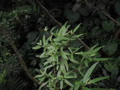 Boehmeria densiflora