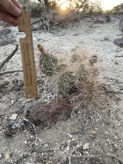 Opuntia polyacantha erinacea