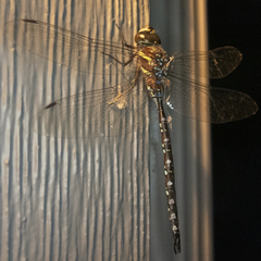 Aeshna tuberculifera