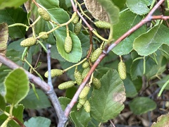 Alnus rhombifolia
